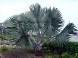 Fan Palms on Terminal Road Waterfront